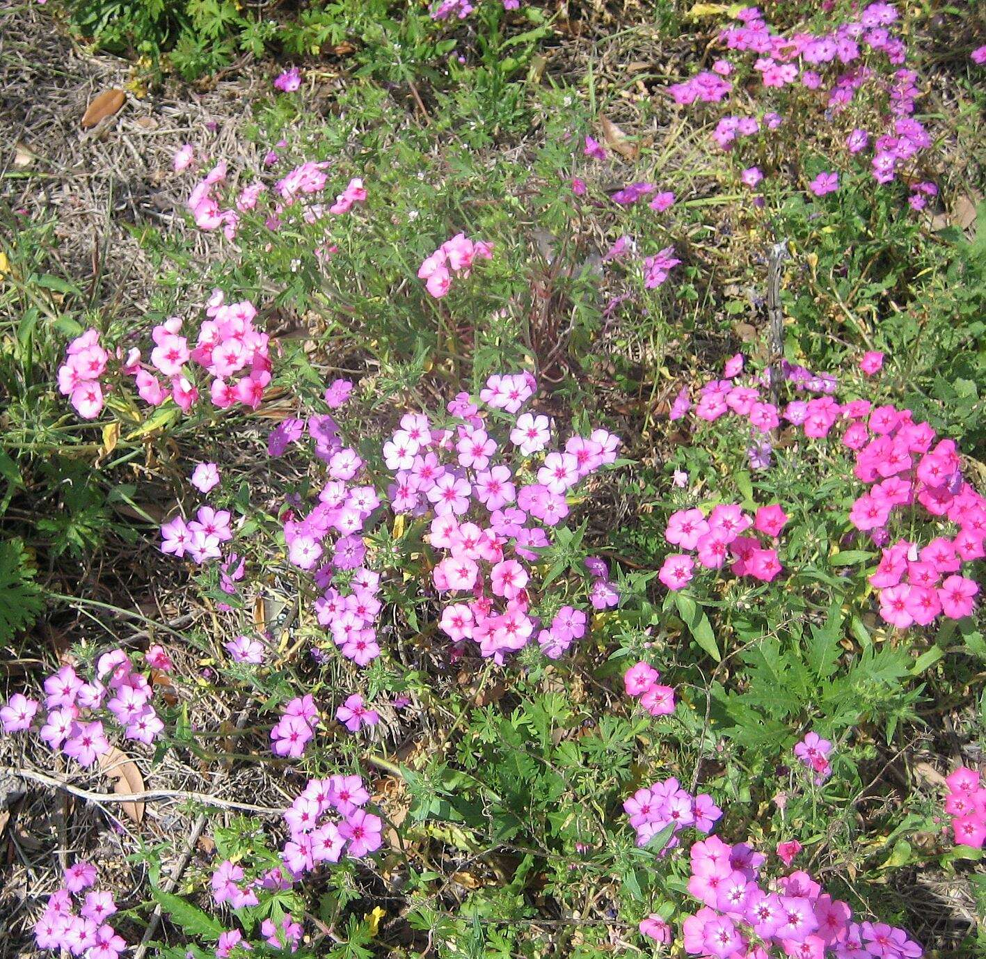 Image of annual phlox