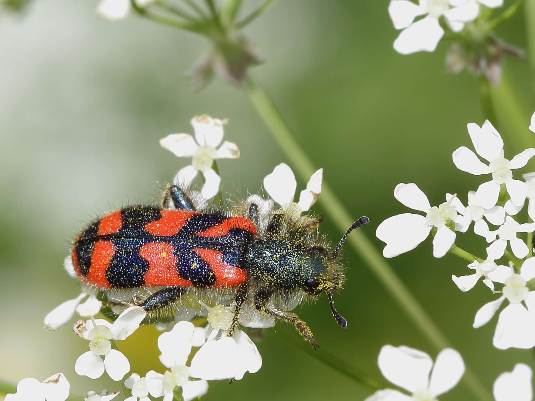 Image of Trichodes alvearius