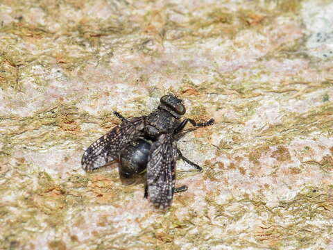 Image of Fly