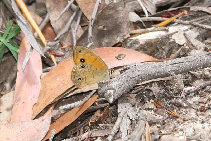 Image of Hypocysta euphemia Westwood (1851)