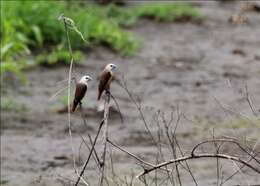 Image of Pale-headed Munia