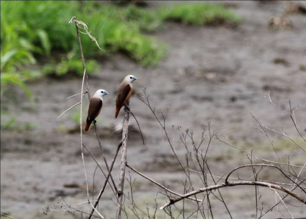 Image of Pale-headed Munia