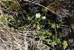 Imagem de Delosperma uncinatum L. Bol.