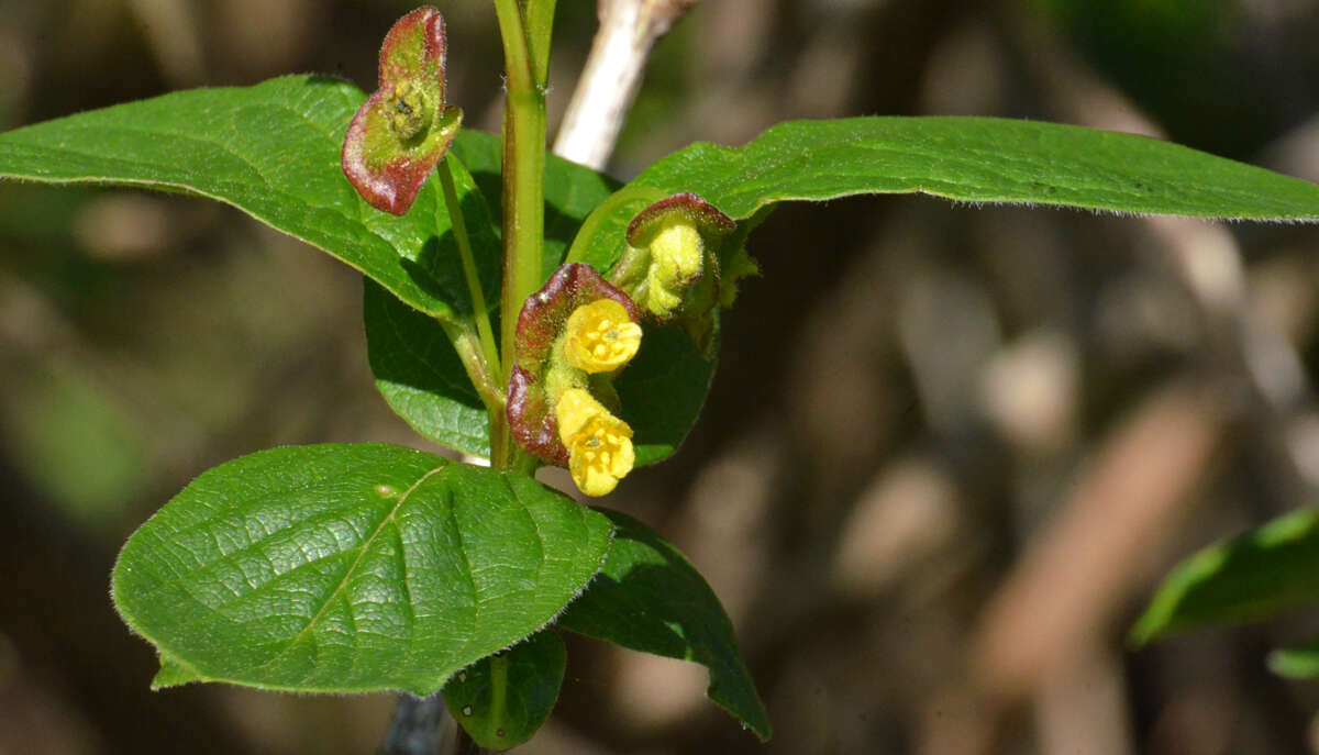 Image of twinberry honeysuckle