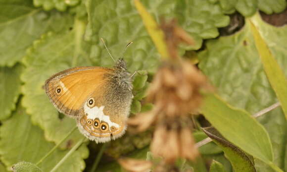 Sivun Coenonympha arcania Linnaeus 1761 kuva