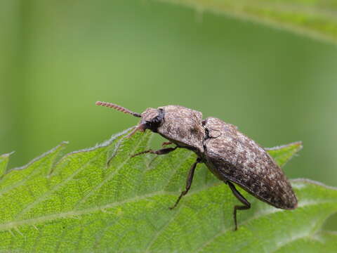 Image de Agrypnus murinus