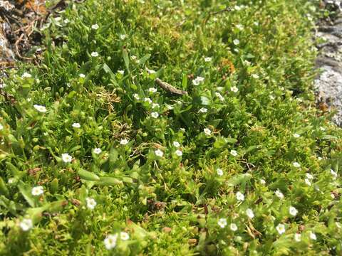 Plancia ëd Plagiobothrys scouleri (Hook. & Arn.) I. M. Johnst.