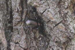 Imagem de Calosoma (Calosoma) inquisitor (Linnaeus 1758)