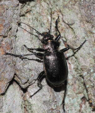 Image of Calosoma (Calosoma) inquisitor (Linnaeus 1758)