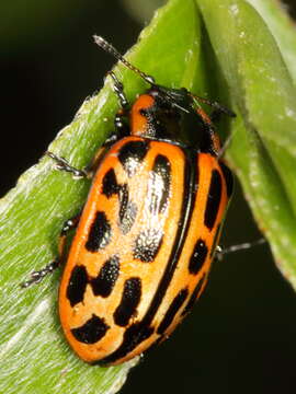 Image of Chrysomela vigintipunctata