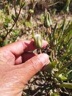 Image of Skiatophytum flaccidifolium Klak