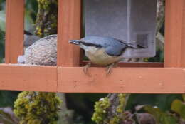 Image of Eurasian Nuthatch