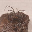 Image of Glyptobunus signatus Roewer 1915