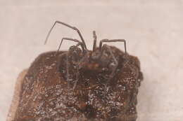 Image of Glyptobunus signatus Roewer 1915