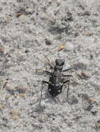 Image of Heath tiger beetle