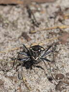 Image of Heath tiger beetle