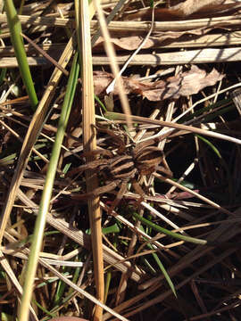 Image of Dotted Wolf Spider