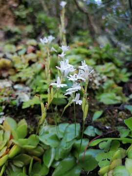 Imagem de Holothrix parviflora (Lindl.) Rchb. fil.