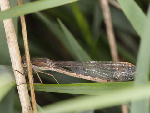 Image of Common Winter Damsel