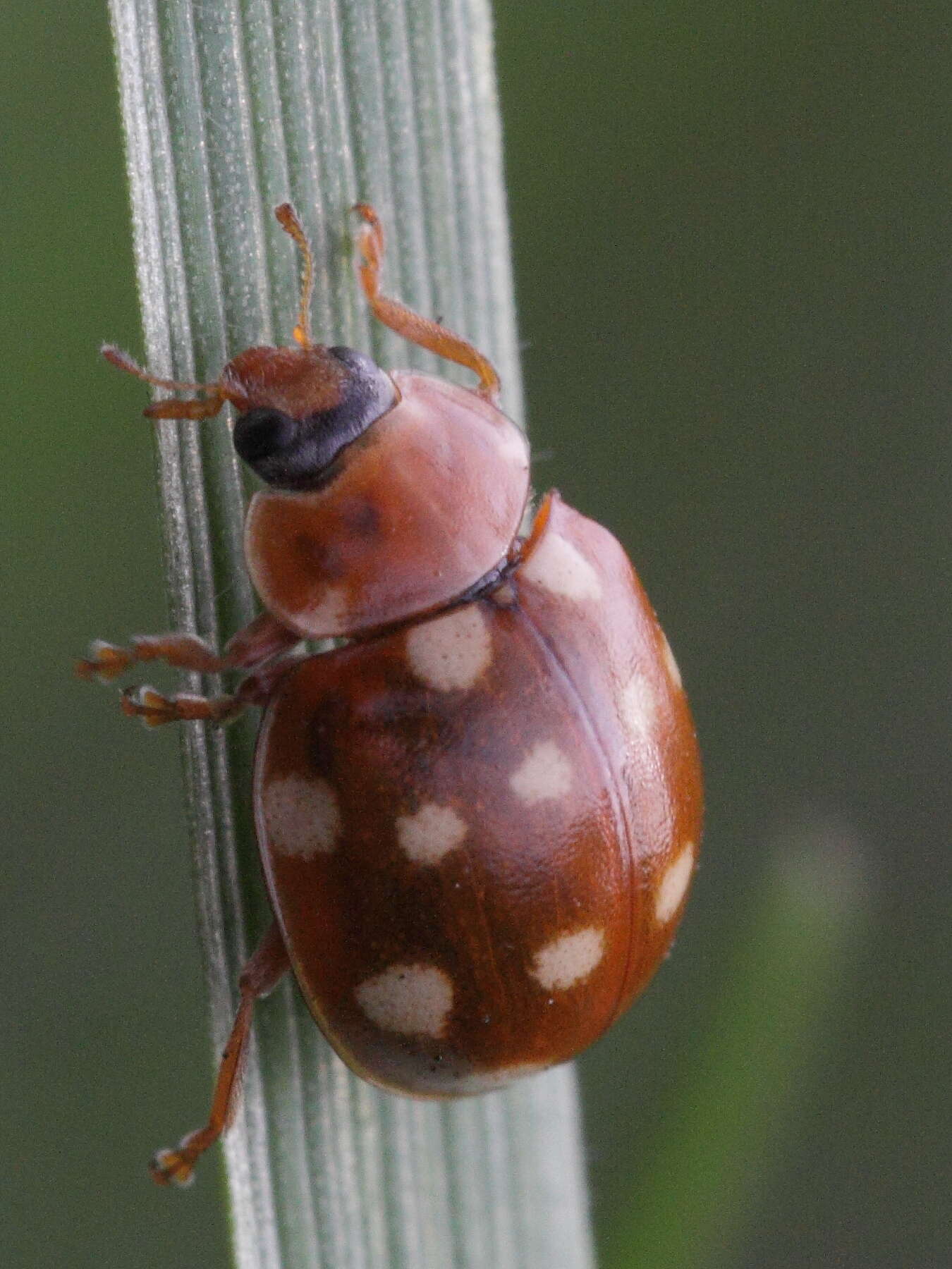 Image of Calvia quatuordecimguttata (Linnaeus 1758)