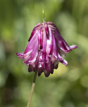 Sivun Trifolium kingii subsp. productum (Greene) D. Heller kuva