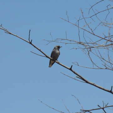 Image of Black-faced Woodswallow