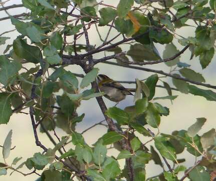 Image of Common Firecrest