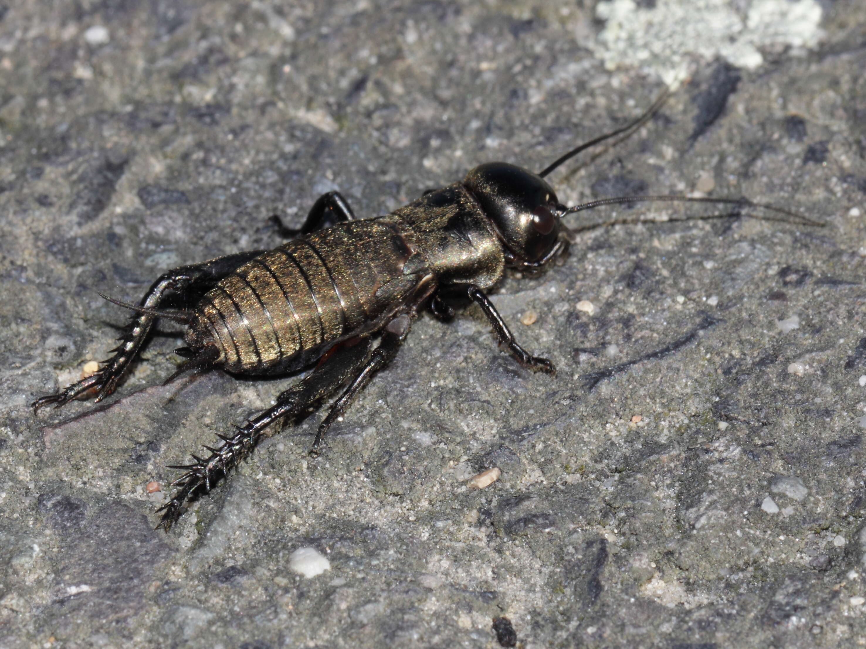 Image of Field cricket