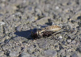 Image of Field cricket