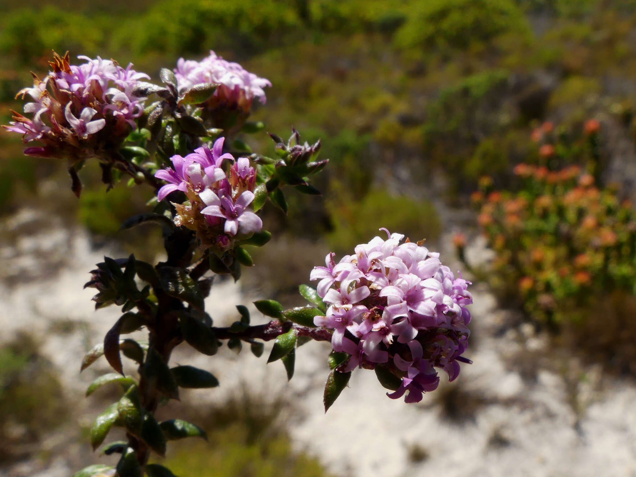 Image of Stoebe cyathuloides Schltr.