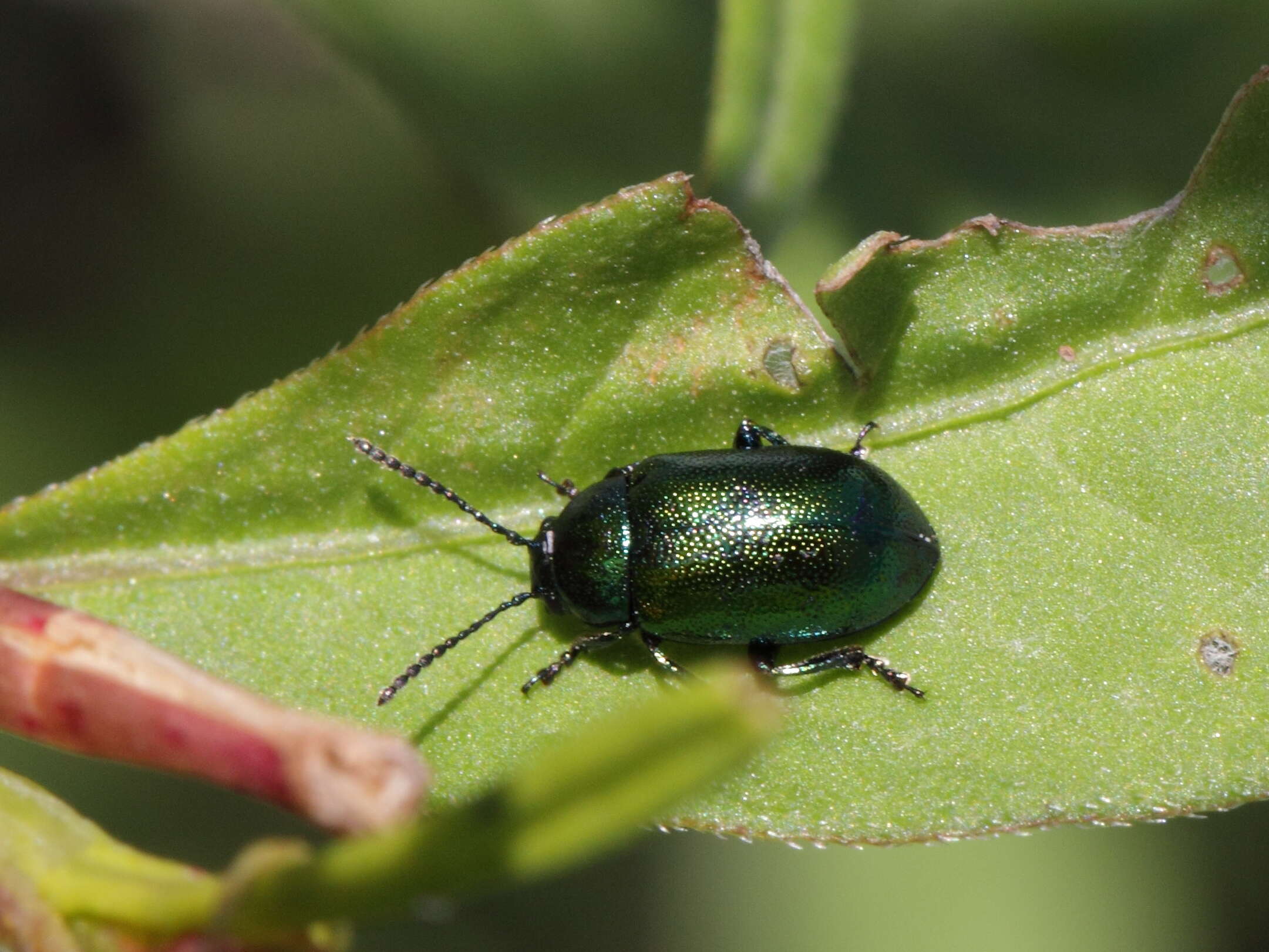 Image of Gastrophysa viridula