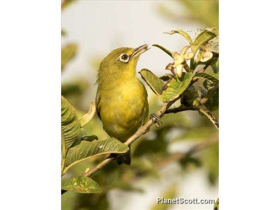 Image of Lemon-bellied White-eye