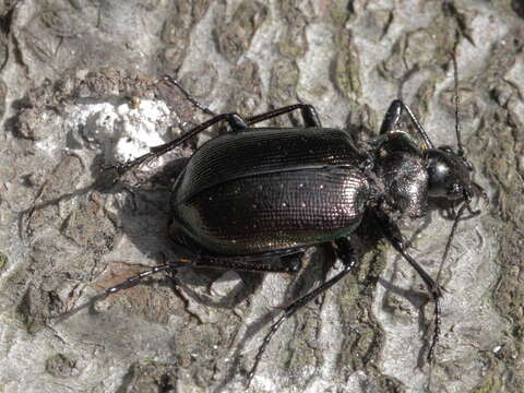 Слика од Calosoma (Calosoma) inquisitor (Linnaeus 1758)