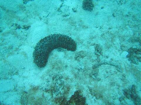 Image de Concombre de mer épineux