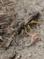 Image of Halictus scabiosae (Rossi 1790)