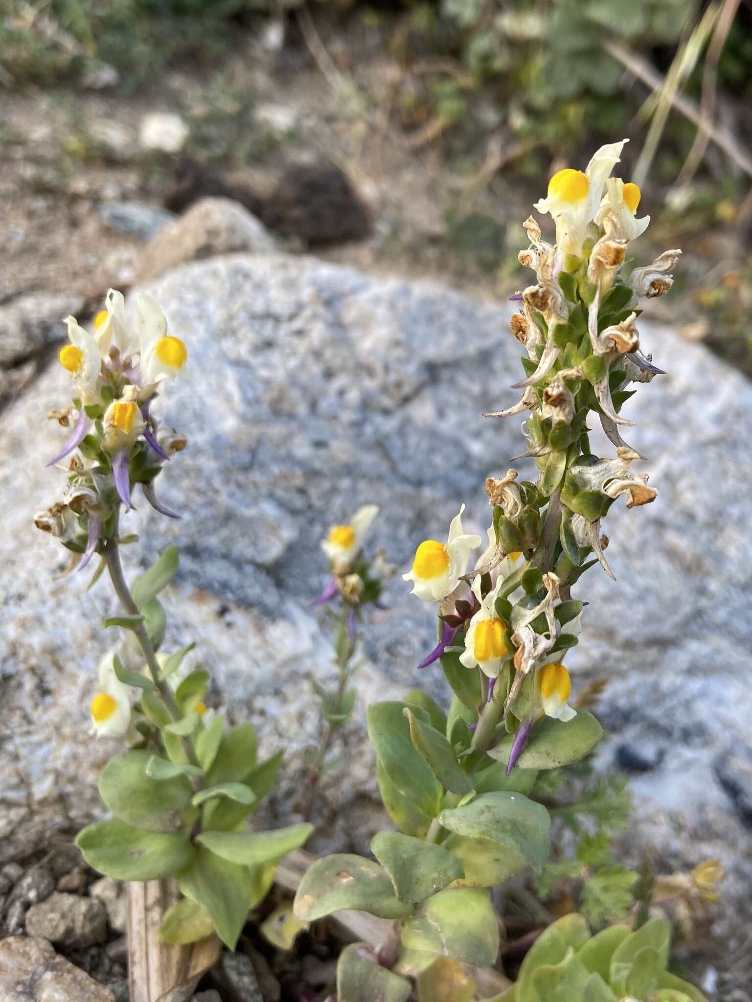 Image de Linaria triphylla (L.) Mill.