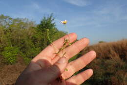 Image of Arkansas leastdaisy