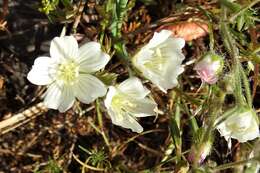 Image of white meadowfoam