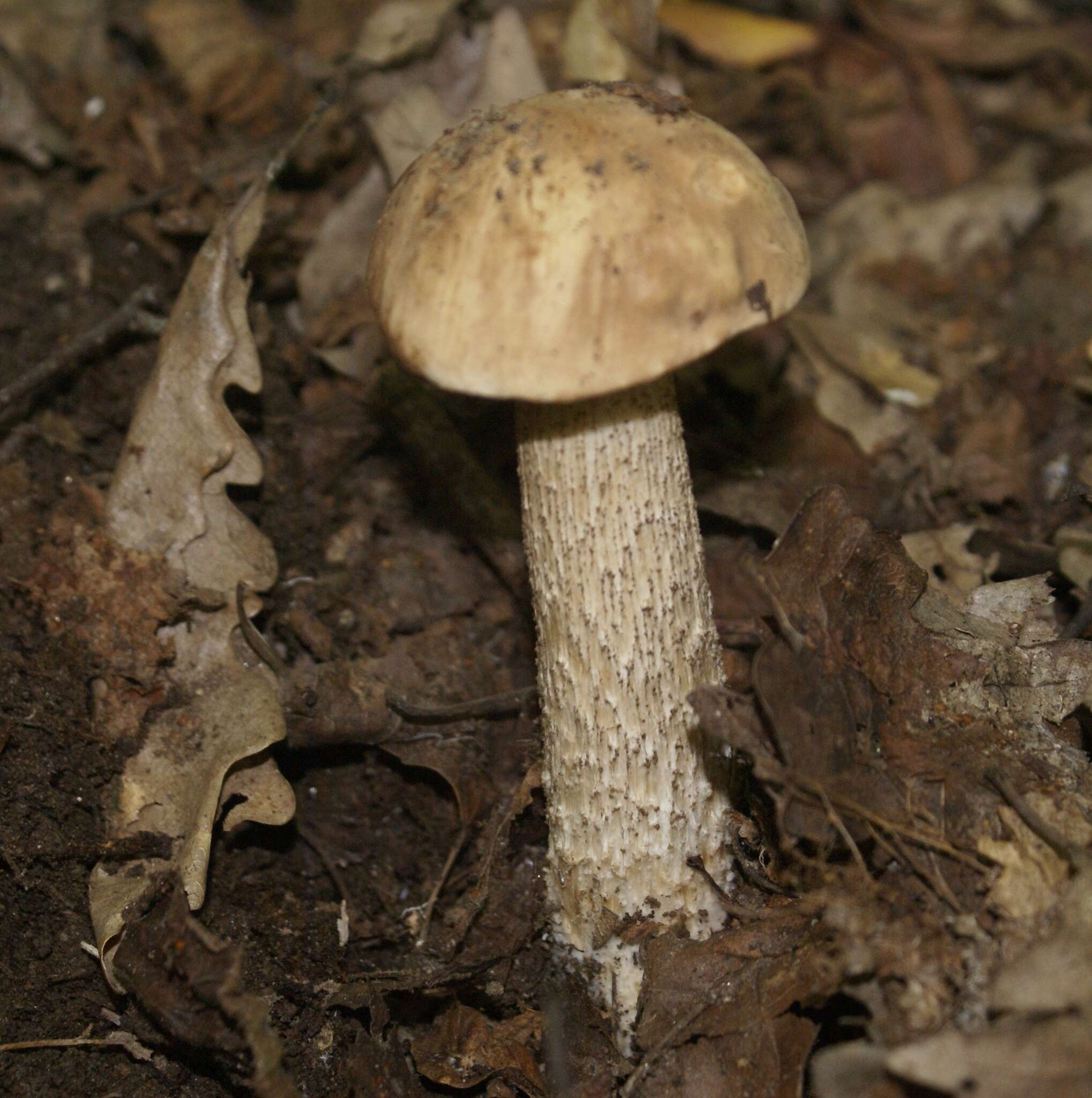 Image of Leccinellum pseudoscabrum (Kallenb.) Mikšík 2017