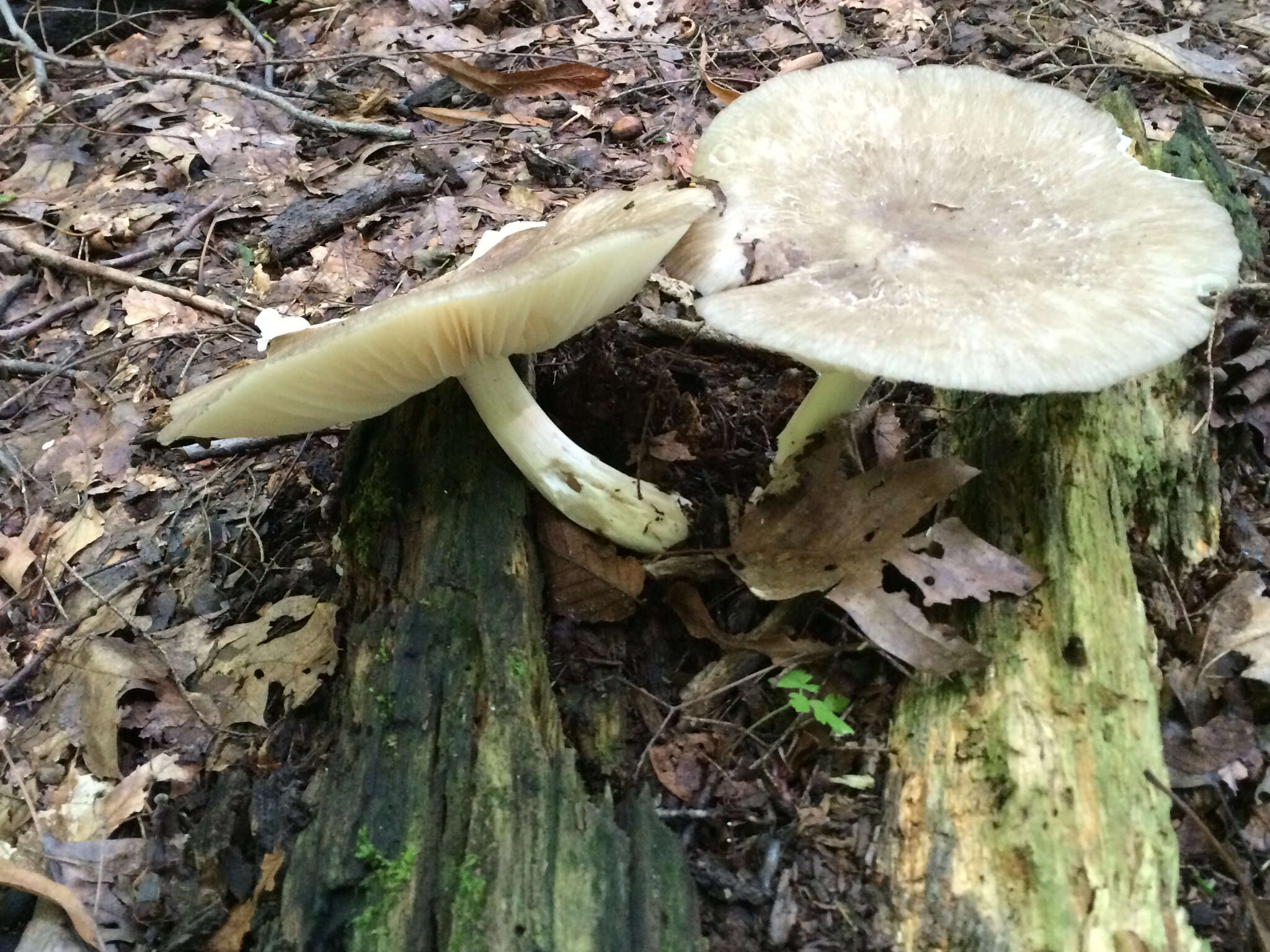 Image de Megacollybia rodmanii R. H. Petersen, K. W. Hughes & Lickey 2008