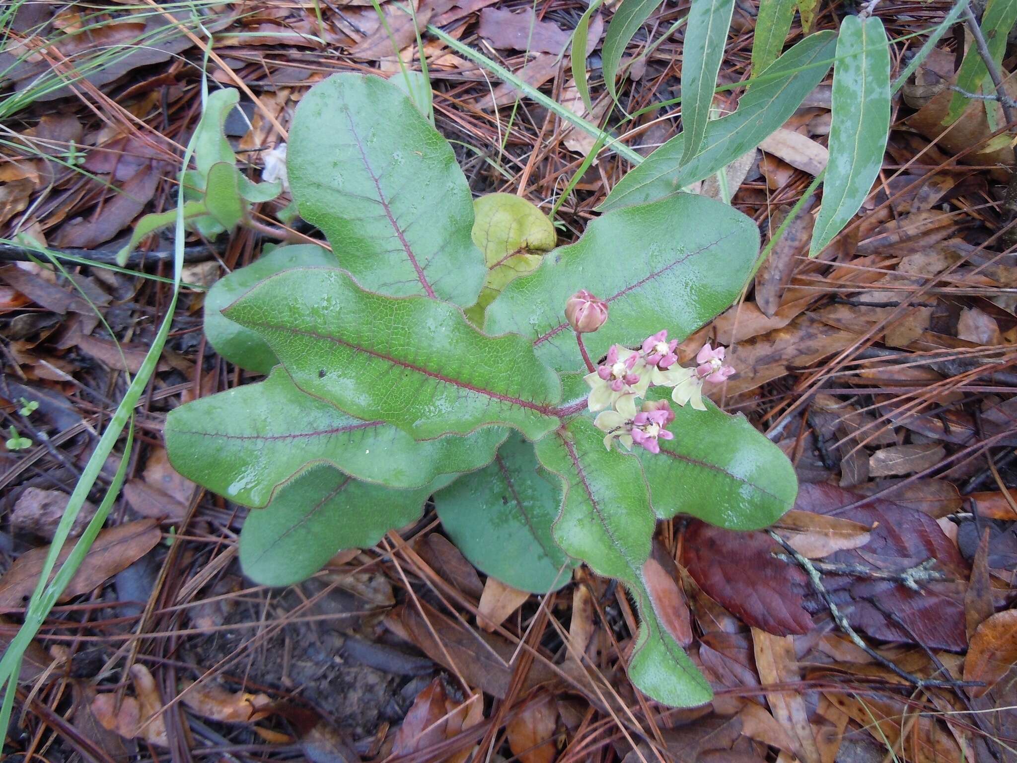 Asclepias jaliscana Robinson的圖片