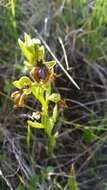 Image of Ophrys speculum subsp. lusitanica O. Danesch & E. Danesch