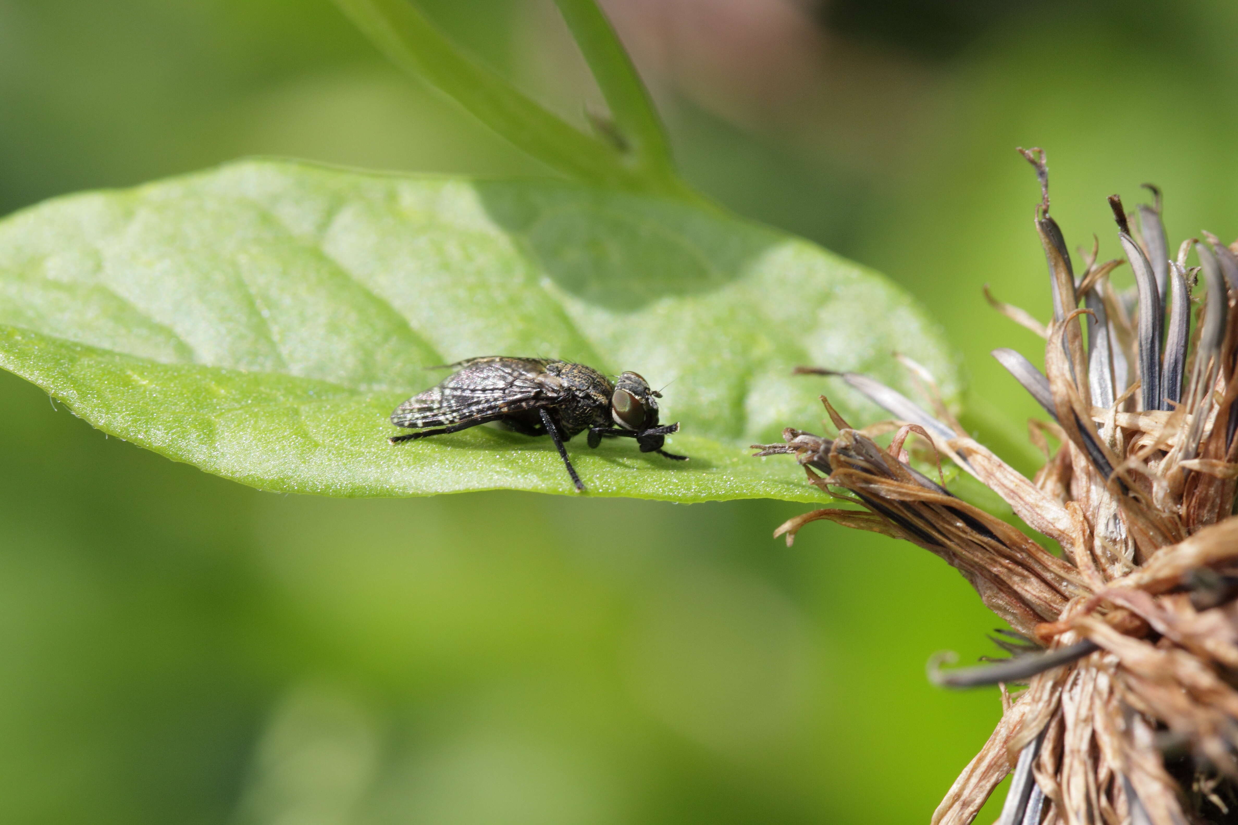 Image of Fly