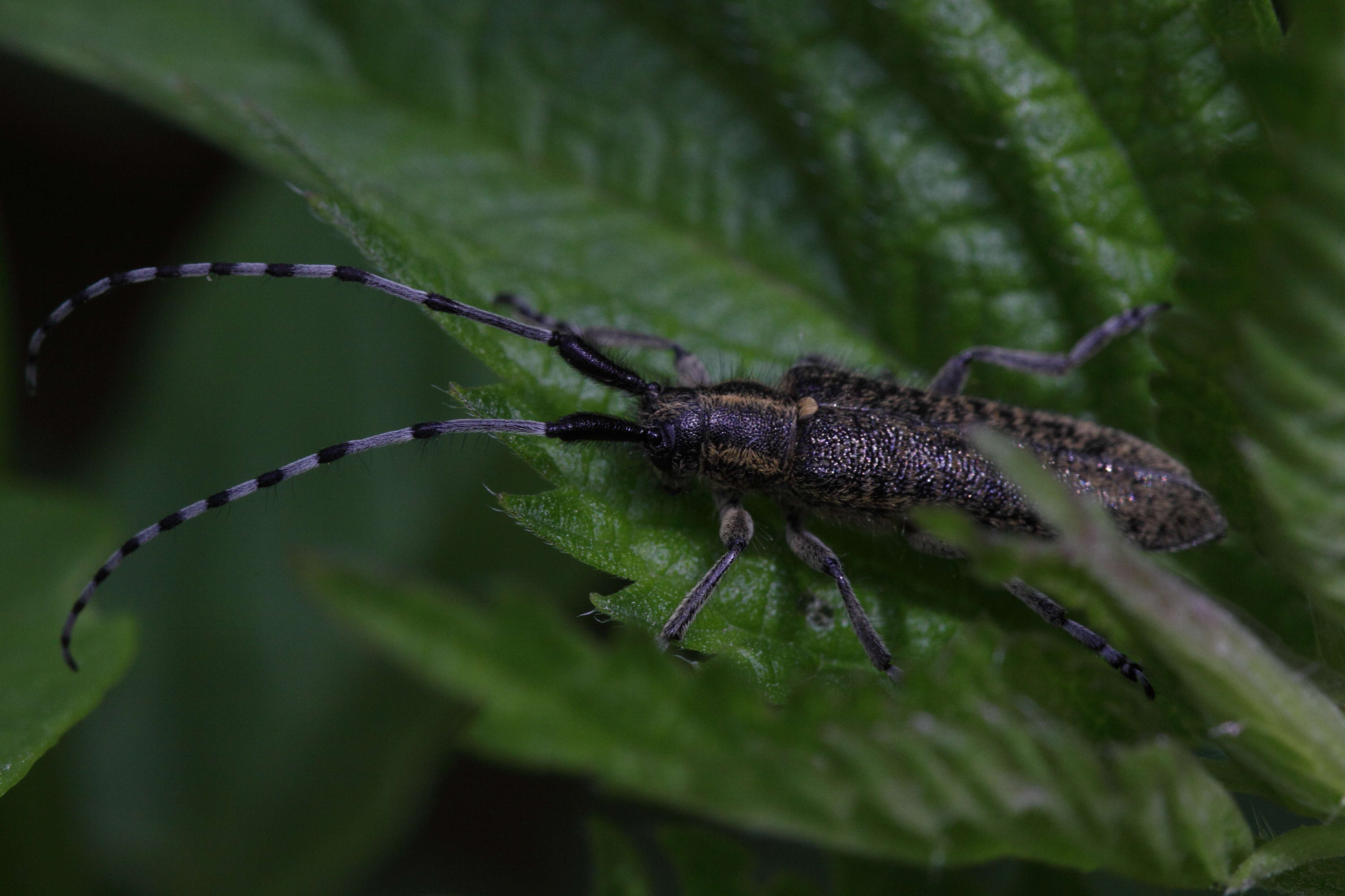 Image of Agapanthia (Epoptes) villosoviridescens (Degeer 1775)