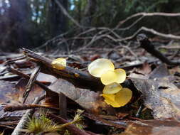 Image of Heterotextus peziziformis (Berk.) Lloyd 1922