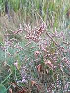 Image of Limonium humile Miller