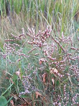 Image of Limonium humile Miller