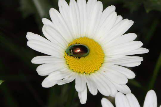 Image of Chrysolina graminis