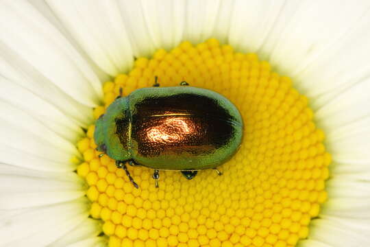 Image of Chrysolina graminis