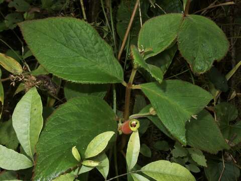 Image of Columnea poortmannii (Wiehler) L. P. Kvist & L. E. Skog